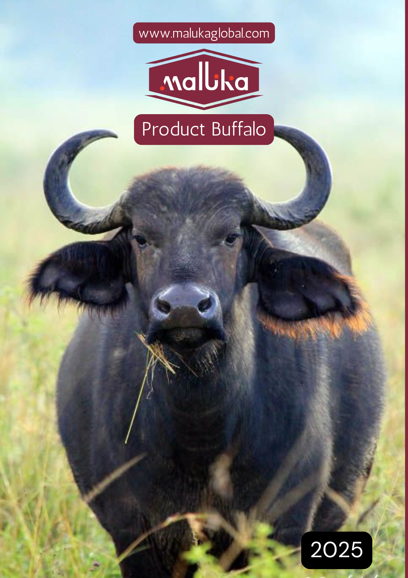 Buffalo